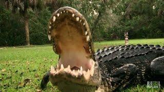 A Gator Too Comfortable Around People | Gator Boys