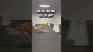 Did the 3rd dog eat cat nip? #dogs #dogsports #flyball