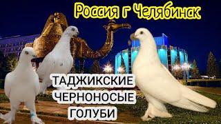 Черноносые Таджикские Голуби,Россия г Челябинск,《Азиз》Black-nosed Tajik Pigeons,Russia, Chelyabinsk!