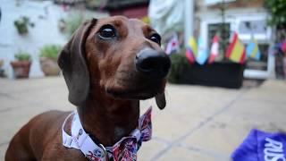 FIFA World Cup: Psychic Sausage dog chooses Spain by national food