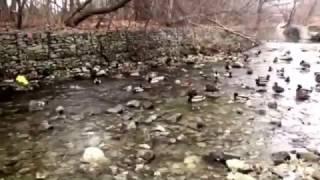 Mergus-Merganser, or Goosanders, or Mallards Birds? What are these swans, ducks or geese?