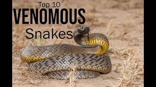 Top 10 Venomous Snakes You Won't Believe Exist! #VenomousSnakes  #Top10Snakes