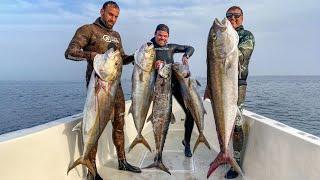 Spearfishing Dubai wrecks for Amberjack & Kingfish  UAE is EPIC!