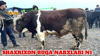 ANDIJON SHAXRIXON MOL BOZORI BUQA NARXLARI 03.12.2024. TAROZIGA BALANDMI BOZOR