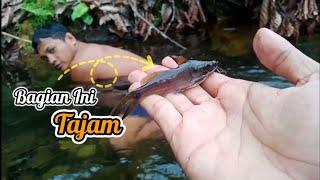 Ikan Sungai yang sangat berbisa