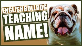 Teach Your ENGLISH BULLDOG Their Name