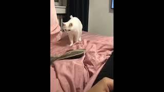 Beatboxing Cat