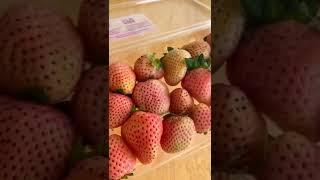 Have you tried a white strawberry? #shorts #strawberry #pineberry