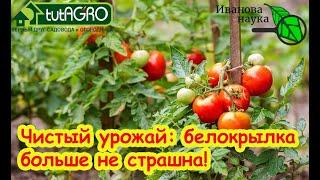 ВЫ НИКОГДА НЕ ИЗБАВИТЕСЬ ОТ БЕЛОКРЫЛКИ и КЛЕЩА, пока не узнаете ЭТОТ секрет старых тепличников!