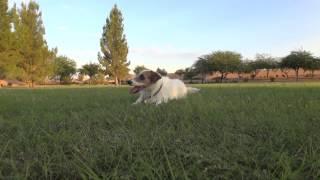 Jesse the Jack Russell Tricks/Behaviors