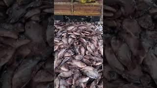 bongkar ikan gurame #ikangurami #gurami #guramefish #shorts #shortvideo