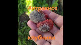 Клубника гниет на гряде не от сырости, а от грибкового заболевания