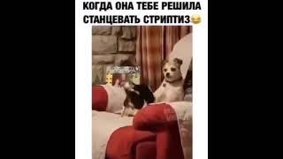 приколы, когда жена танцует стриптиз, это жесть 