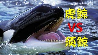 虎鲸治下的须鲸之歌（whale、killer whale、fin whale、blue whale）