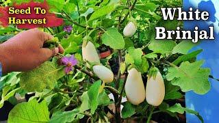 How to Grow White Brinjal from Seeds: Complete Guide to Harvesting!