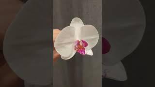 Орхидеи ручной работы из полимерной глины и процесс их создания. Handmade Cold porcelain orchids