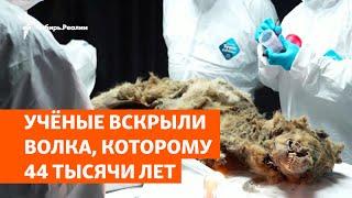 Учёные вскрыли волка, которому 44 тысячи лет | Сибирь.Реалии