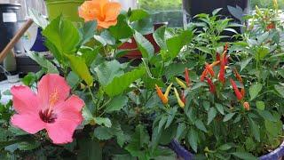 Como Preparo Abono Orgánico para Mis Plantas!Organico y Casero #jardineria #jardincasero