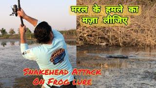 Maral Attack Bilkul Paas se! snakehead Bites Video! Maral Ka Hamla Frog Lure Par! Fishing Tips!