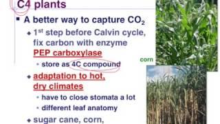 C4 and Cam photosynthesis