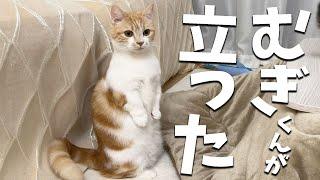 深夜に急にゲスト猫のむぎくんが立ち上がりましたw w w