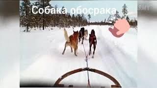 Собака обосрака