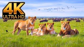 Atemberaubende Safari-Momente: 4K-Entspannung in der Wildnis und Naturatmosphäre