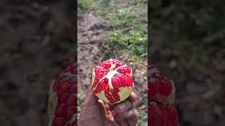 Dadam Anar pomegranate in my farm