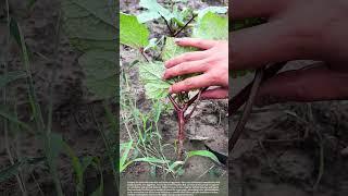 Pruning Vegetables: Boost Growth and Yield #smartfarming #gardeningtips #plants