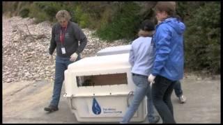 Two sea lions saved by The Marine Mammal Center make history