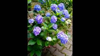 #hydrangea#macrophylla#hortensia#гортензия#garden#гортензія #shorts#アジサイ #flowers#jardin#ไฮเดรนเยีย