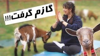 یوگا با بز!!!!GOAT YOGA IS FUN