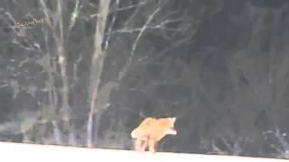 Лиса убегает в лес.