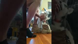 #Husky puppy tortures owners boots
