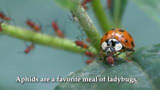 Ladybug Eating Aphid, Dagger Moth Caterpillar, Jagged Ambush Bug, & Others