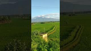 Greenish #shortsvideo #lifestyle #tenkasi