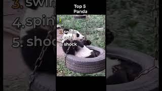 the funniest panda clips in the world