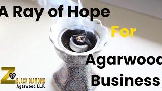 A Ray of Hope for Agarwood Business | Z Black Diamond Agarwood | Inoculation Project India | Assam