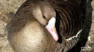 Wild white-fronted goose. July 28th.