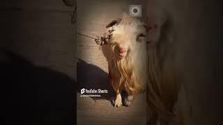 One of the cutest Bantam Goats at JD Goat Farm