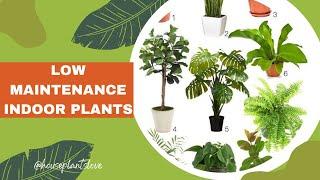 Top 10 Low Maintenance Houseplants for home | Easy Care low maintenance Indoor Plants For Beginners