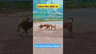 #dog #doglover #desi #desi dog#bulldog #dogs fights #khatarnaak fight