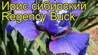 Ирис сибирский Ридженси Бак. Краткий обзор, описание характеристик iris sibirica Regency Buck