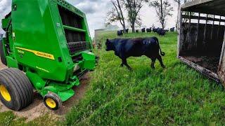 Taking Bulls To Pasture. New Baler Demo! 561M Weave Automation
