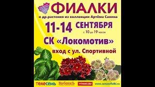 ВЫСТАВКА ФИАЛОК 11-14 сентября,Самарский Дом фиалки.