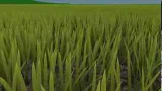 Grass simulation