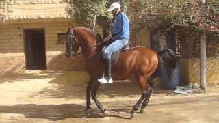 Abdalla Tolba's-Egyptian Horse Dance-Pyramids, Egypt