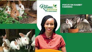 Focus On Rabbit Farming | Kilimo na Biashara