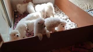 Samoyed puppies