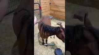 Do mini horses get AI bred or live covered?